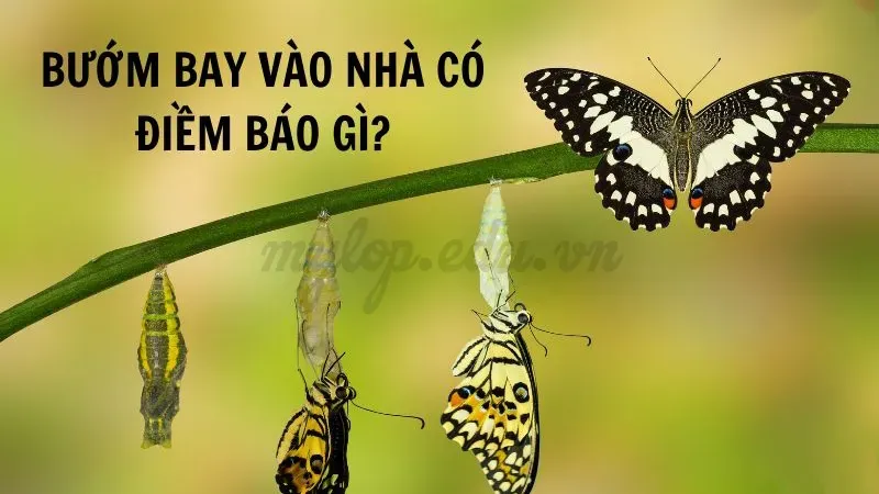 bướm bay vào nhà có sao không 1