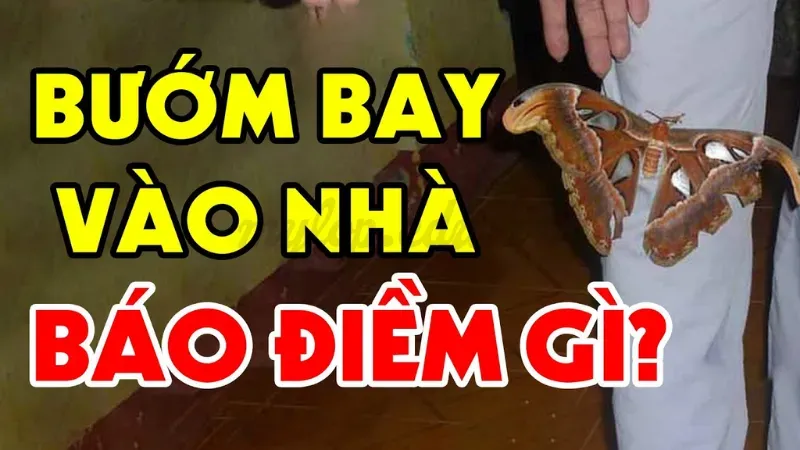 bướm bay vào nhà có sao không 3