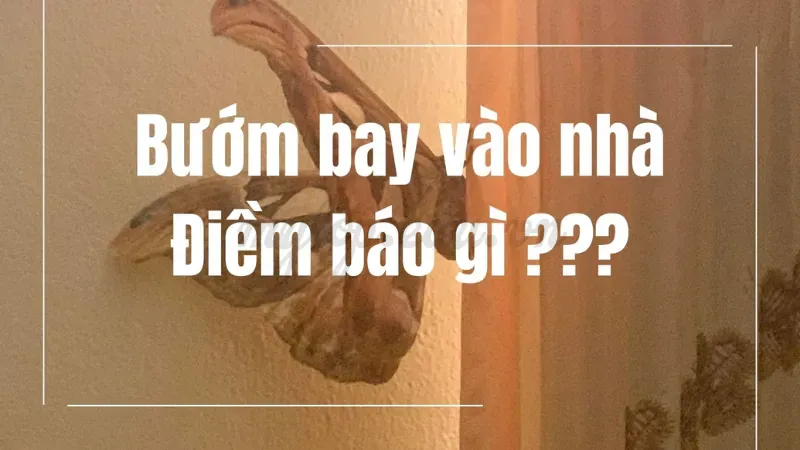 bướm bay vào nhà có sao không 6