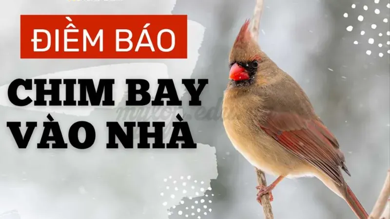 chim bay vào nhà có sao không 3