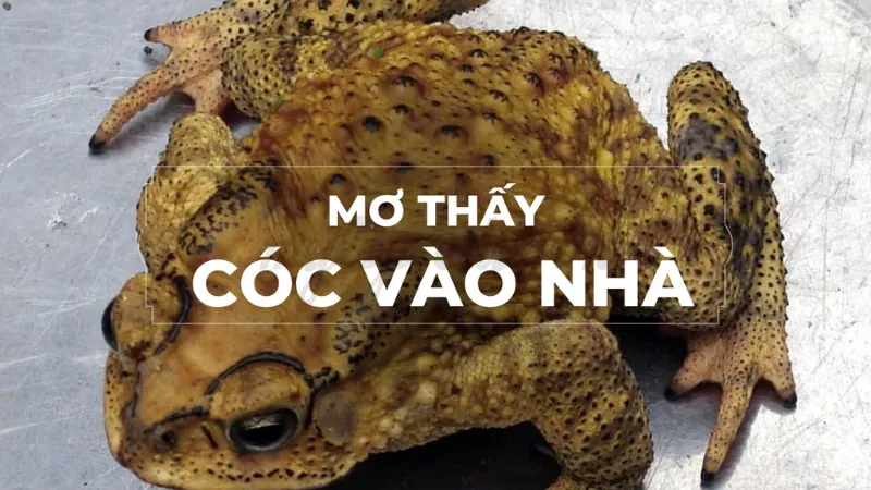 cóc vào nhà có sao không 4