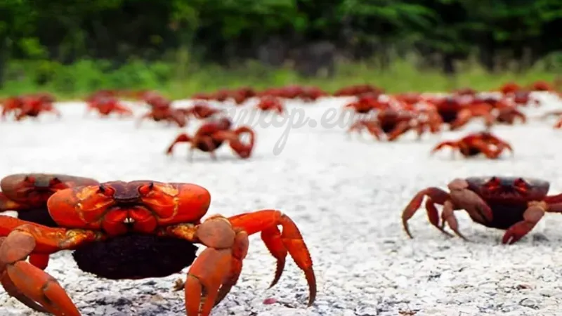 gặp cua bò ngang 6