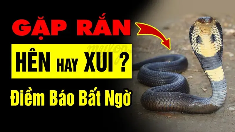 gặp rắn là điềm gì 3