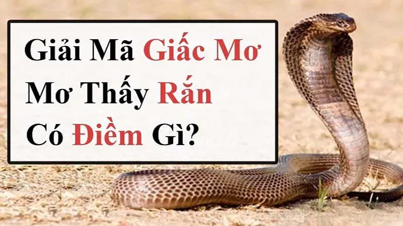 gặp rắn là điềm gì 6