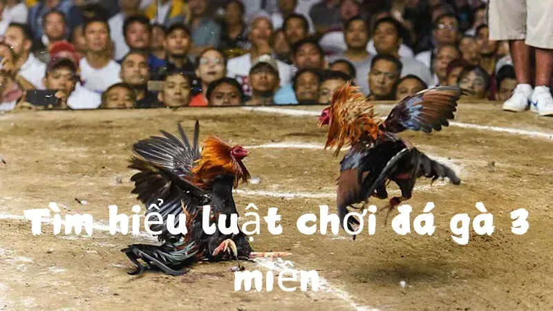 luật chơi đá gà 1