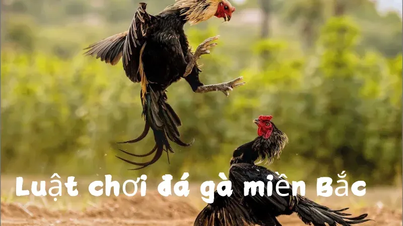 luật chơi đá gà 2