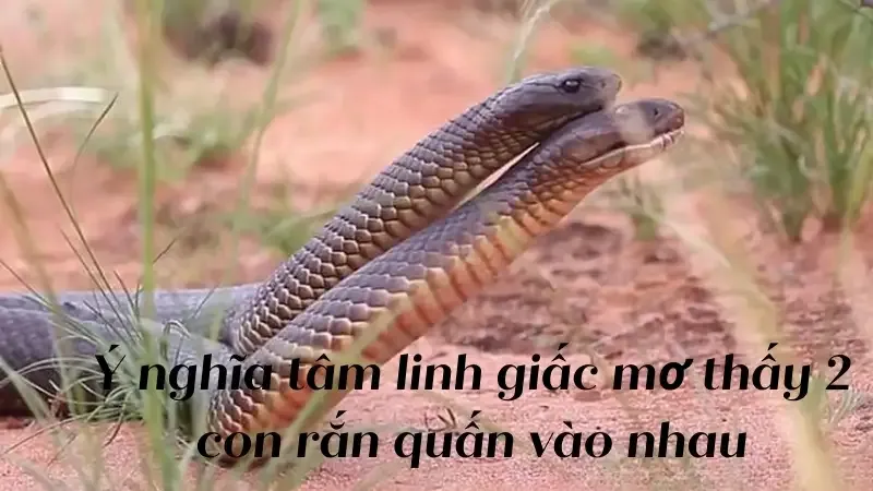 nằm mơ 2 con rắn quấn nhau 1