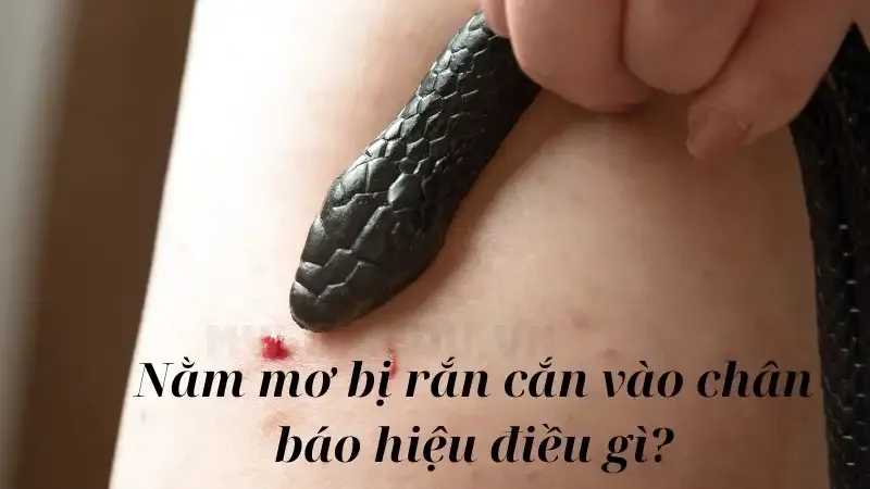 Nằm mơ bị rắn cắn vào chân báo hiệu điều gì? Lành hay dữ?