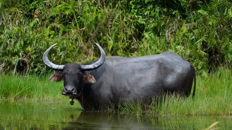 Giấc mơ đi chăn trâu