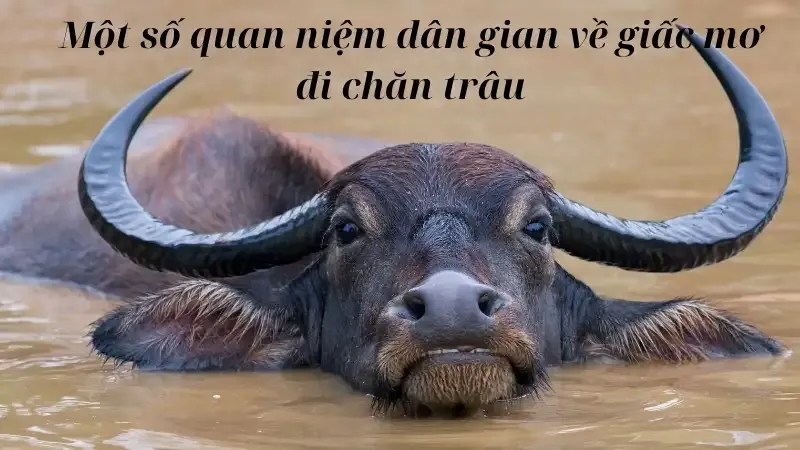 Một số quan niệm dân gian về giấc mơ đi chăn trâu