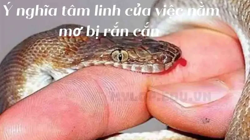 Ý nghĩa tâm linh của việc nằm mơ bị rắn cắn 