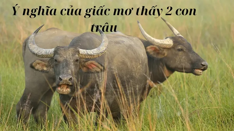 Ý nghĩa của giấc mơ thấy 2 con trâu