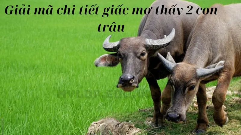 Giải mã chi tiết giấc mơ thấy 2 con trâu