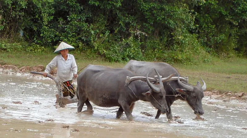 Mơ thấy 2 con trâu đang chạy có ý nghĩa gì?