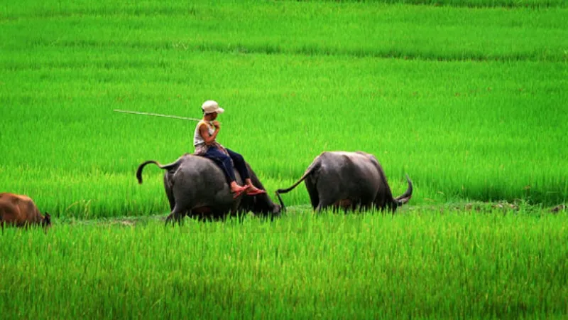 Màu sắc của hai con trâu trong giấc mơ liên quan đến con số nào?