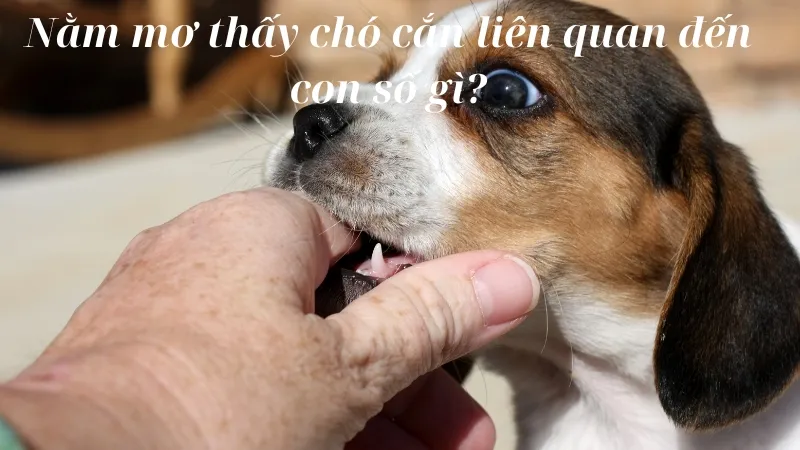 Nằm mơ thấy chó cắn liên quan đến con số gì?