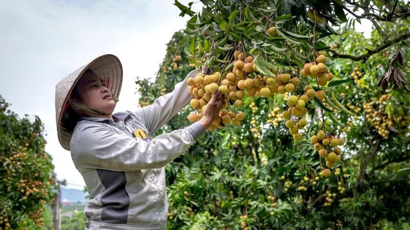 Mơ thấy hái trái cây đã chín