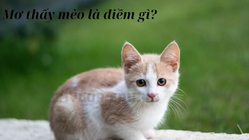 Mơ thấy mèo là điềm gì?