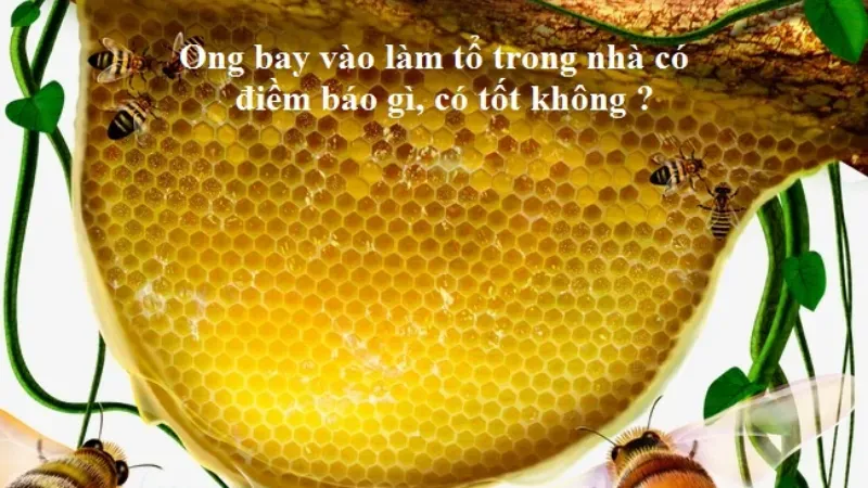 ong bay vào nhà có điềm gì 10