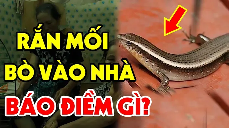 rắn mối vào nhà có điềm gì 2