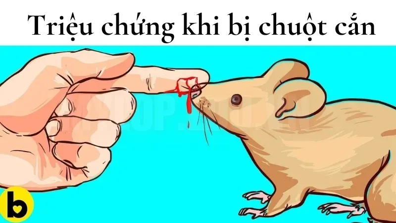 Chi tiết cách xử lý khi bị chuột cắn để tránh mang bệnh dại 5