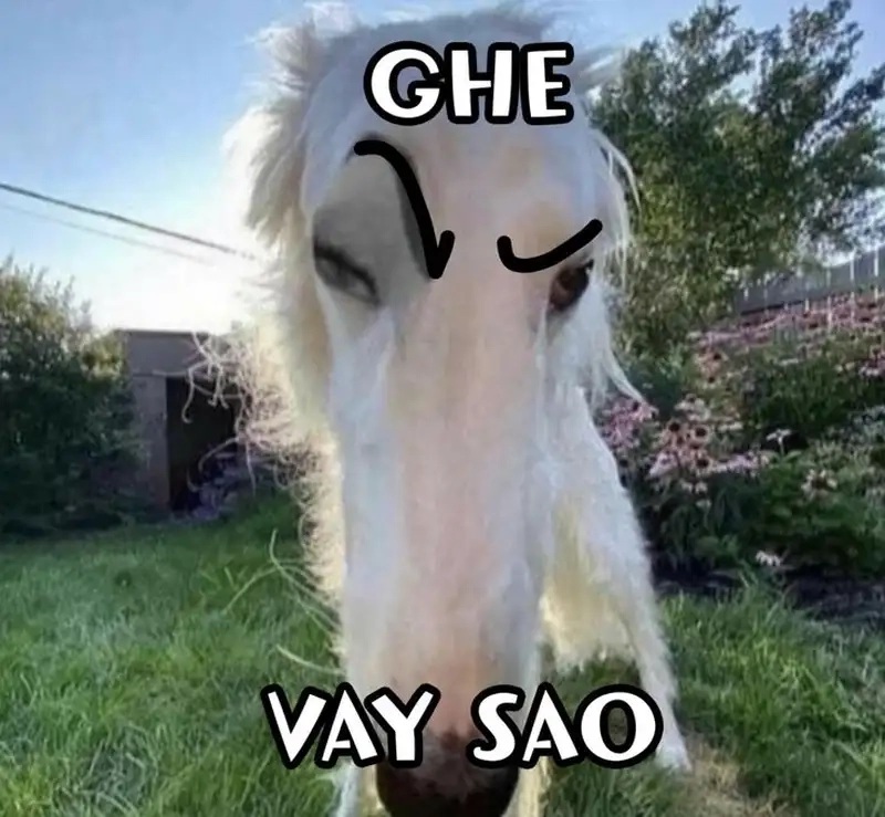 Bựa meme mèo cute thật dễ thương và vui nhộn