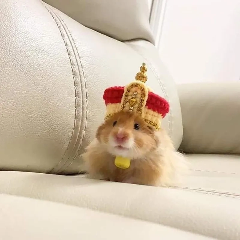 Meme chuột hamster chạy xe mang lại niềm vui cho người xem