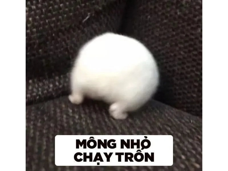 Meme chuột cầm thánh giá thể hiện sự hài hước trong cuộc sống