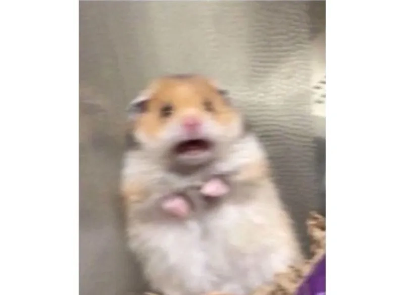 Meme chuột hamster ăn chuối dễ thương khiến bạn không thể nhịn cười