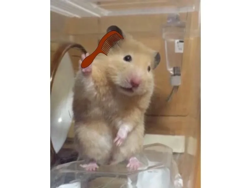 Meme hamster ăn chuối mang lại tiếng cười cho mọi người