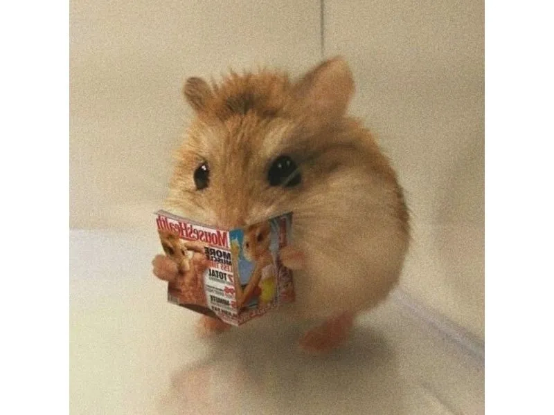 Ảnh chuột hamster meme dễ thương khiến bạn không thể nhịn cười