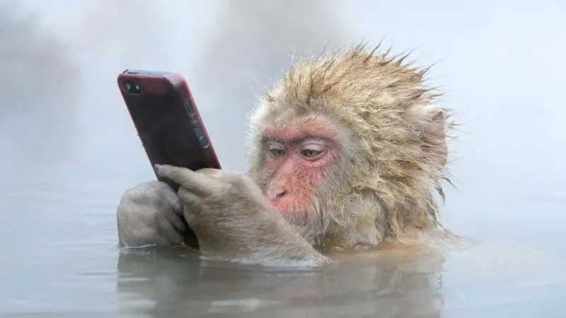 Monkey looking meme thể hiện sự hài hước trong cuộc sống