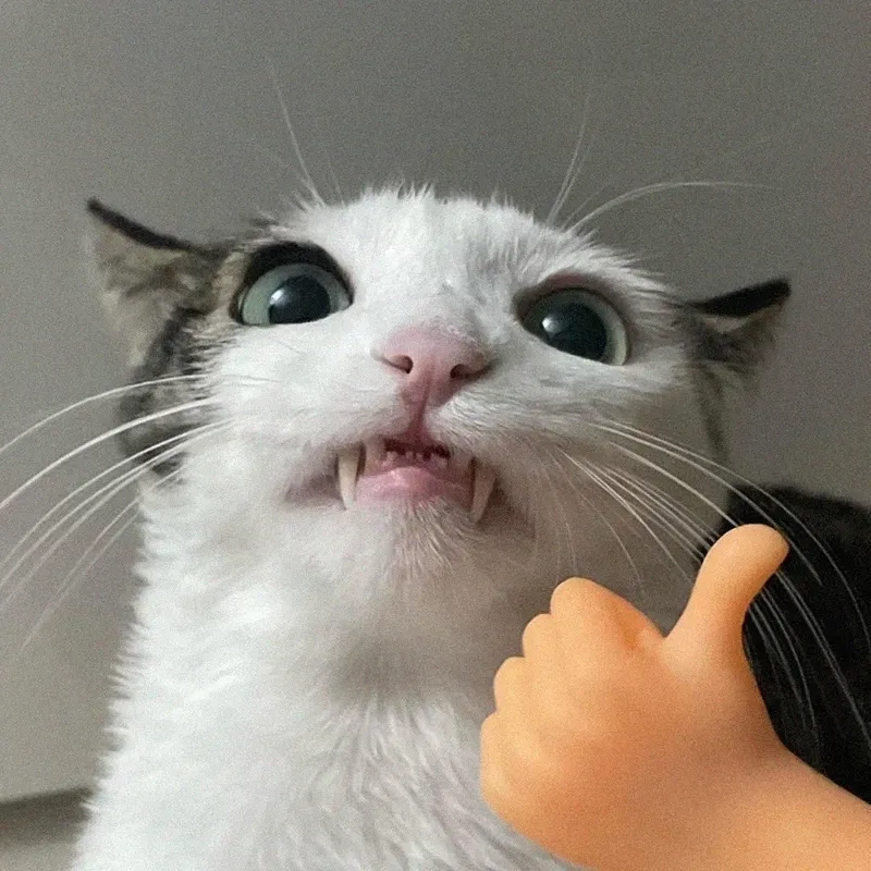 Like cat meme mang lại niềm vui cho người xem