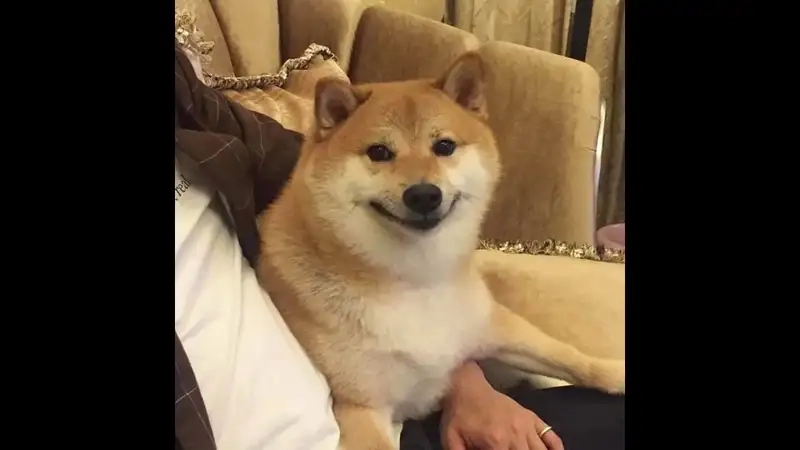 Shiba Cheems meme Vietnam dễ thương và hài hước