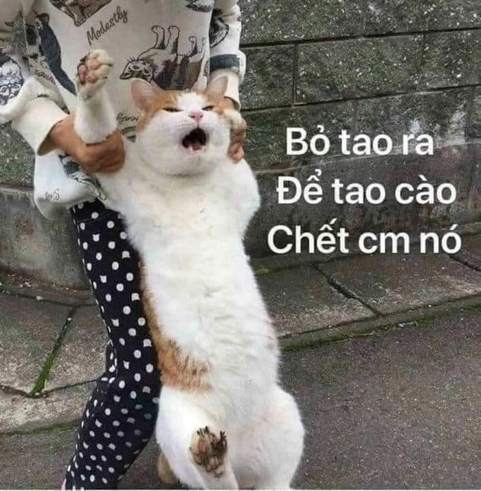 Chửi nhau meme mang lại tiếng cười cho mọi người