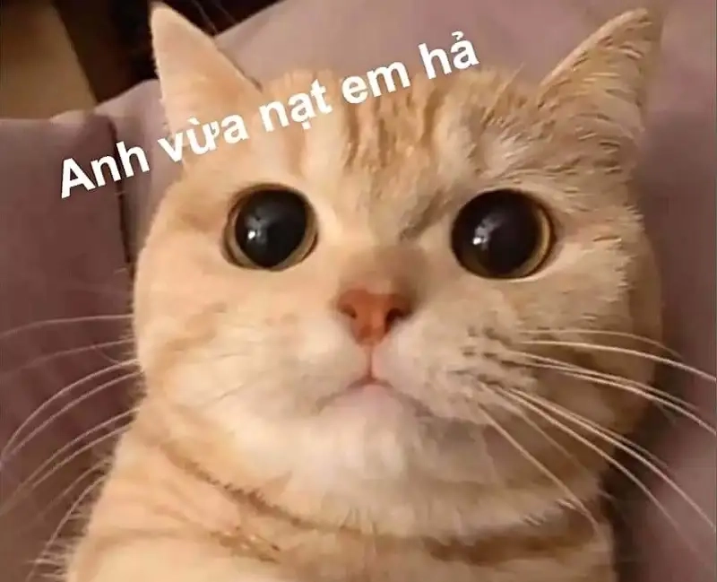 Hình ảnh meme cute mang lại niềm vui và sự dễ thương cho bạn