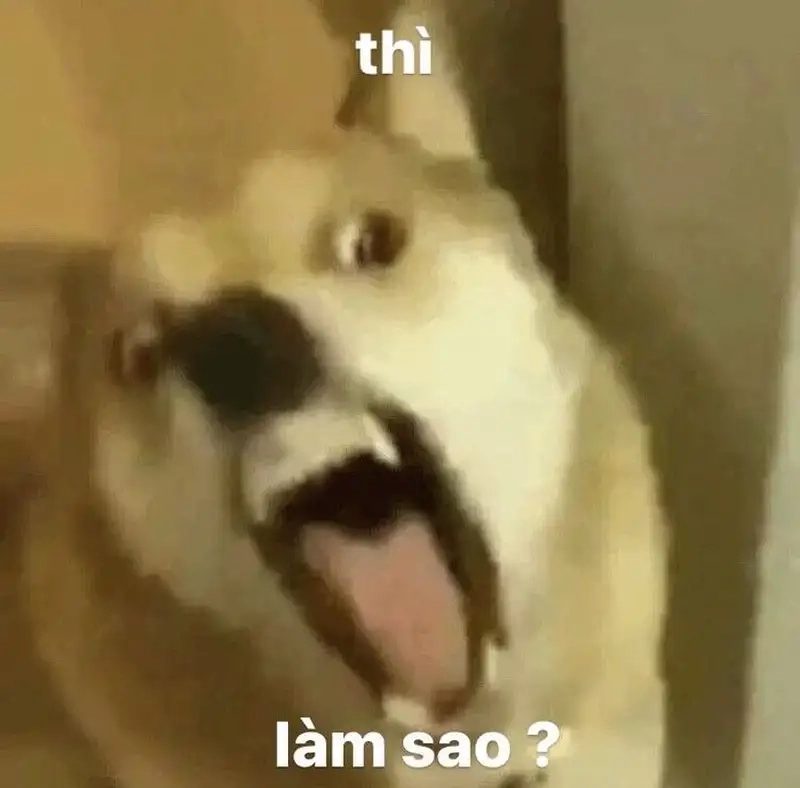 Meme hài bựa người thật thú vị và độc đáo