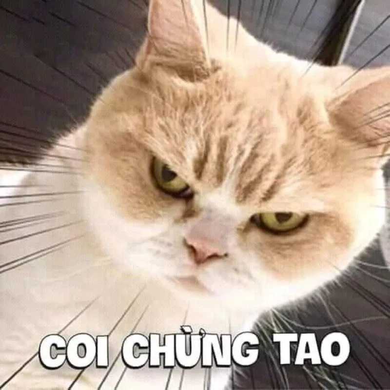 Meme hài chế thật độc đáo và thú vị