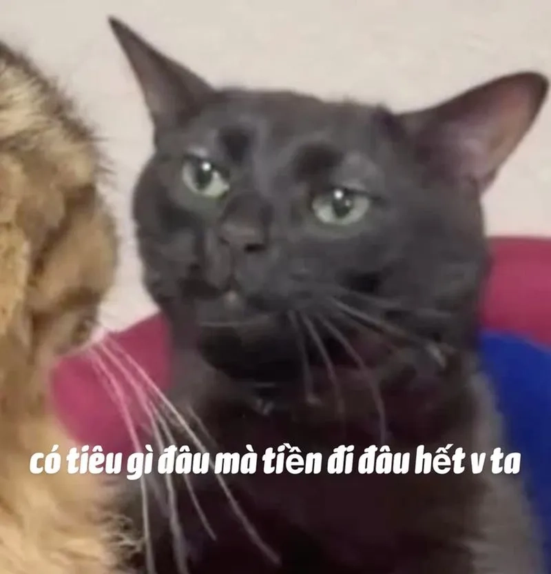 Meme túi hết tiền thể hiện nỗi lòng của nhiều người