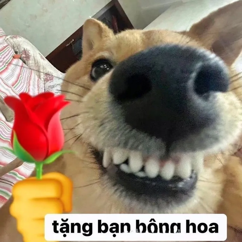 Meme tặng em bông hoa đáng yêu cho những khoảnh khắc vui vẻ