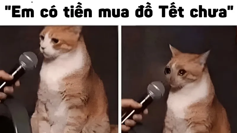 Ảnh meme mèo tết mang lại tiếng cười cho mọi người