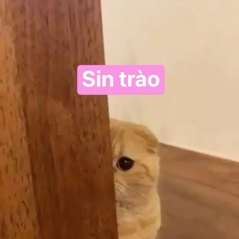 Vô tri meme mèo khóc cute thể hiện cảm xúc chân thật