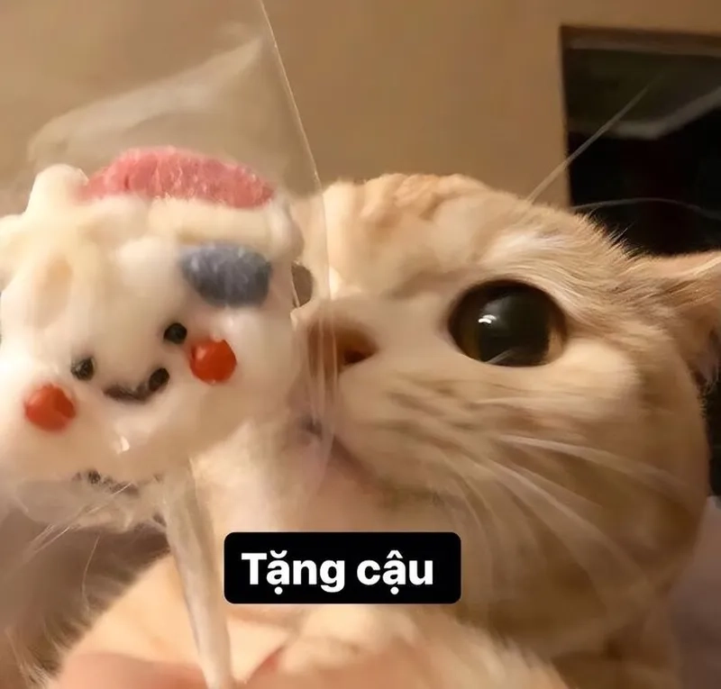 Vô tri meme mèo đáng yêu khiến bạn muốn ôm ngay