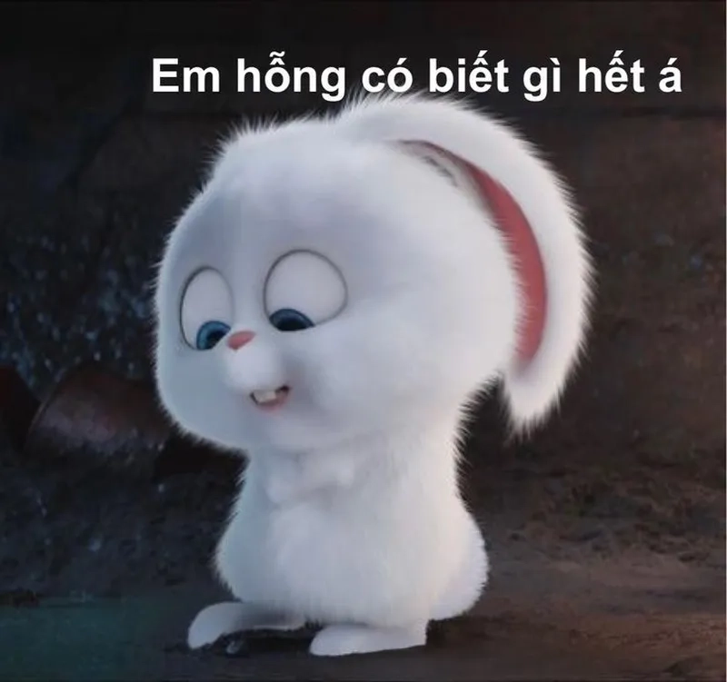 Ảnh chế ảnh chế mèo vô tri meme thể hiện sự hài hước trong cuộc sống