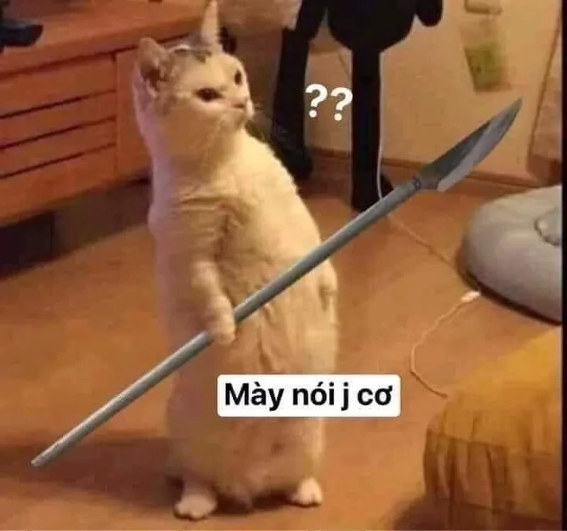 Ảnh chó meme vô tri đáng yêu cho những ai yêu thích động vật