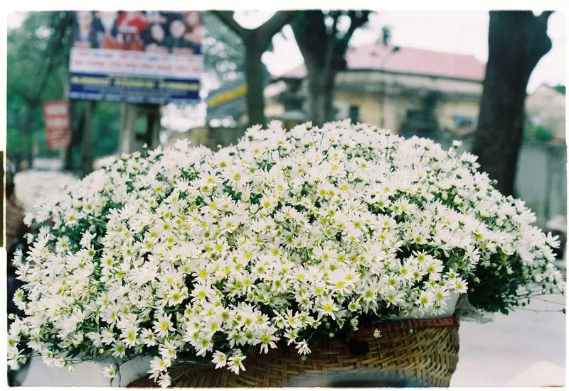 Hình nền hoa tulip hồng tạo không gian ngọt ngào và dễ thương