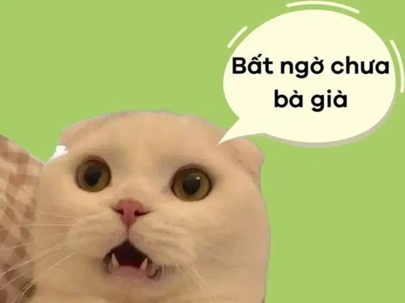 Hình meme bất ngờ thật độc đáo và thú vị