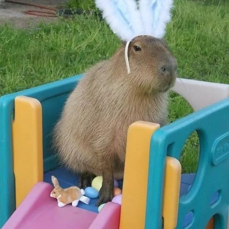 Buff capybara meme thể hiện sự hài hước độc đáo