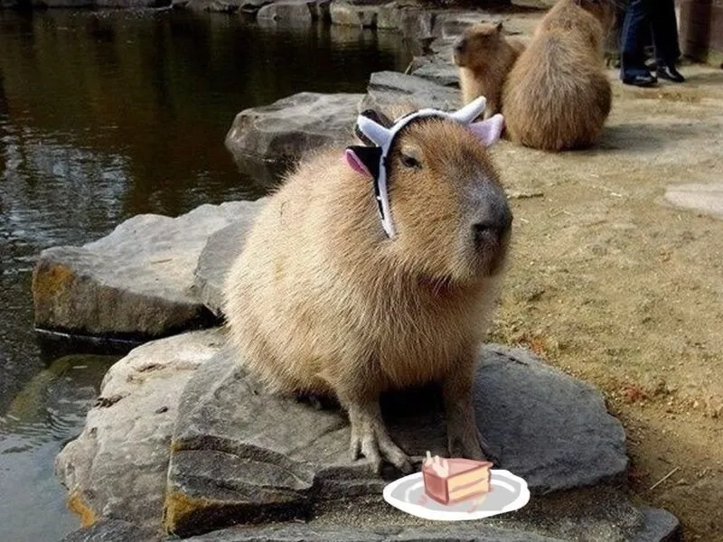 Capybara capybara meme dễ thương khiến bạn cảm thấy vui vẻ