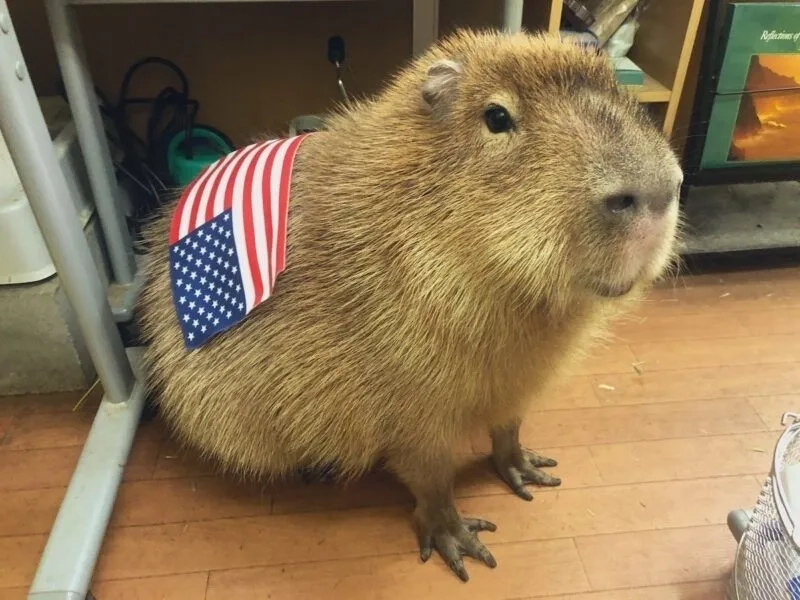 Capybara driving meme mang lại tiếng cười sảng khoái